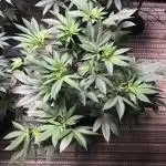 Witches Wedding Seedman Indoor Fall