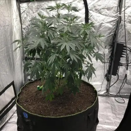 Gorilla Melon Fast Buds Indoor Fall