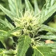 OG Kush Auto Outdoor Spring 26"