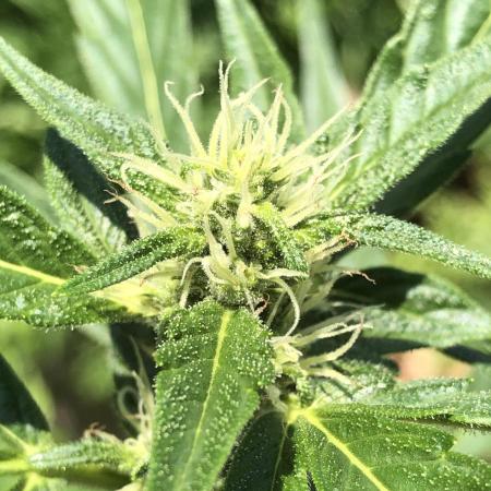 OG Kush Auto Outdoor Spring 26"