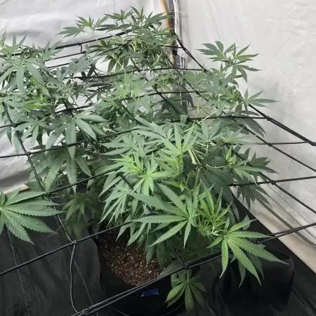 00 Gorilla Fast Indoor Summer