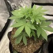 Acapulco Gold SeedSupreme Indoor Summer