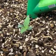 Northern Lights #5 Haze Cinderella 99