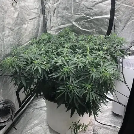 WSE Purple Haze Indoor 4x4 Summer