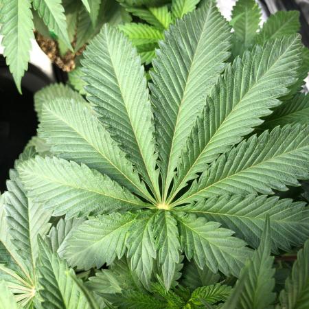 Silver Widow Kannabaia Indoor Summer