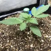 Lemonchello Haze Seedsman Indoor Summer