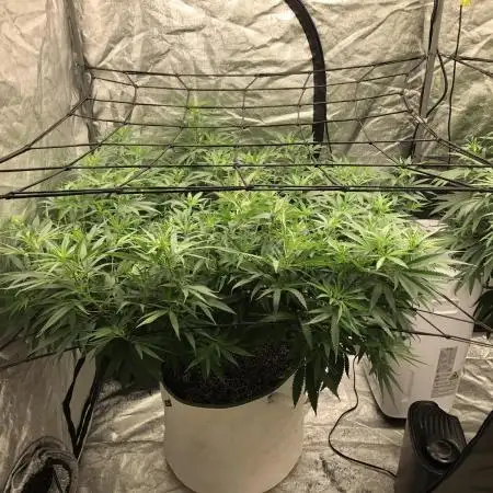 WSE Purple Haze Indoor 4x4 Summer