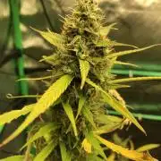 Strawberry Haze Auto Indoor Late Summer
