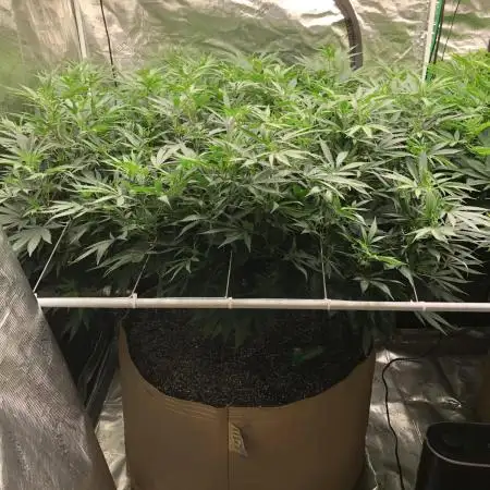 Pyramid Tutankhamun Indoor 4x4 Summer