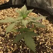 Purple Dream Auto Indoor Late Summer