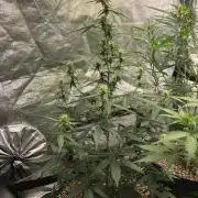 Mikromachine Auto Indoor Late Summer