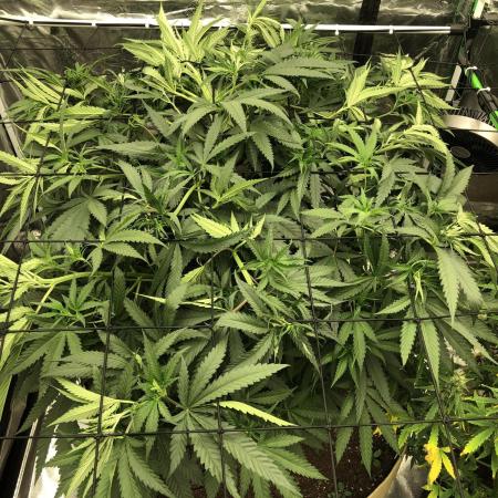 Critical Purple Kush Seedsman Indoor