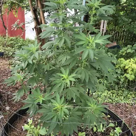 Seedsman Peyote Gorilla First Outdoor