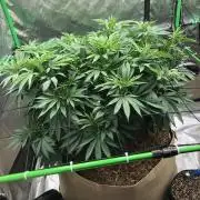 Karibbean Mango Indoor Spring 26