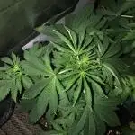 Purple Punch 00 Indoor Scrog Fall