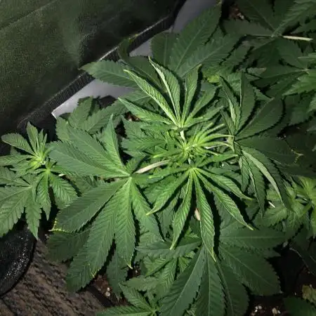Purple Punch 00 Indoor Scrog Fall