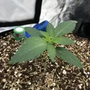 Mexican Sativa Kannabaia Indoor Summer