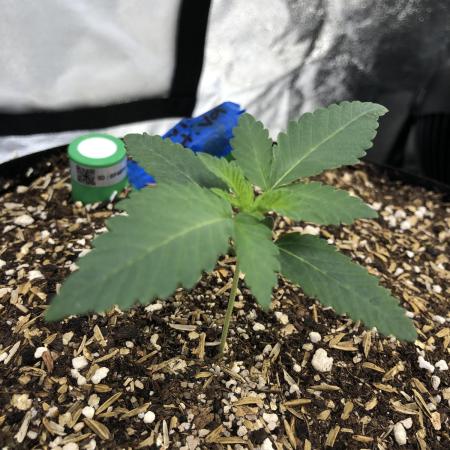 Mexican Sativa Kannabaia Indoor Summer