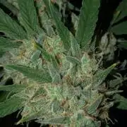 Acapulco Gold (auto) SeedSupreme Indoor