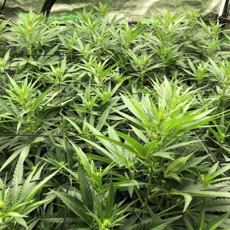 White Domina Kannabia Indoor Spring 26