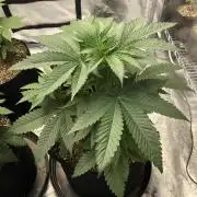 Mexican Sativa Kannabaia Indoor Summer