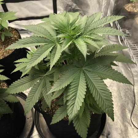 Mexican Sativa Kannabaia Indoor Summer