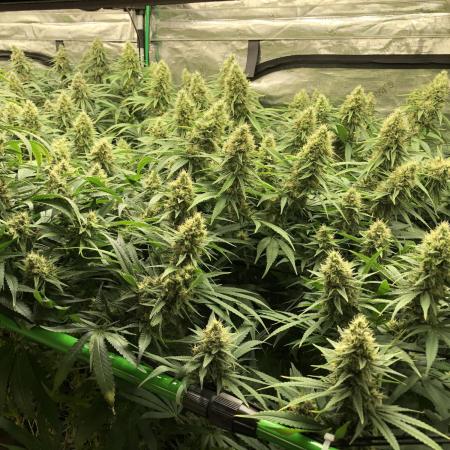 White Domina Kannabia Indoor Spring 26
