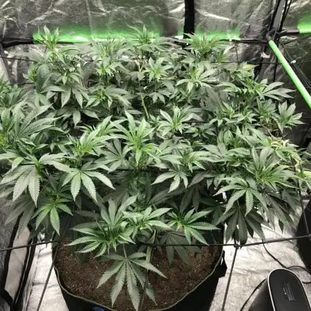 Gorilla Melon Fast Buds Indoor Fall