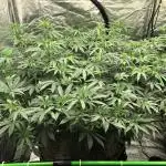 Gorilla Melon Fast Buds Indoor Fall