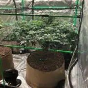 Mexican Sativa Kannabaia Indoor Summer