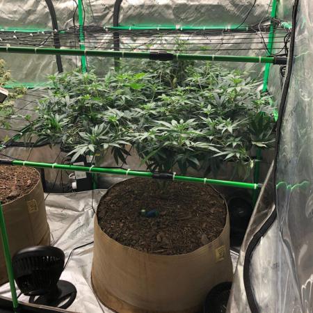 Mexican Sativa Kannabaia Indoor Summer