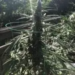 Divine Seeds Black Opium Auto Outdoor