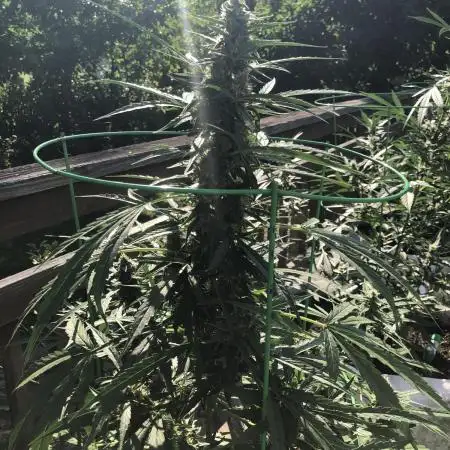 Divine Seeds Black Opium Auto Outdoor