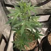 Strawberry Haze Auto Indoor Late Summer