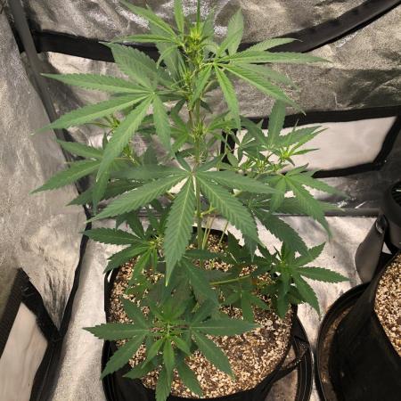 Strawberry Haze Auto Indoor Late Summer