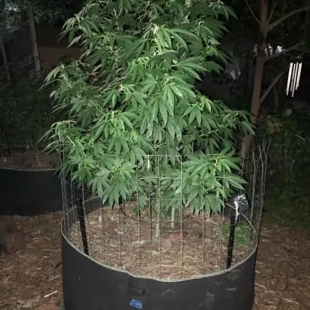 Seedsman Peyote Gorilla First Outdoor