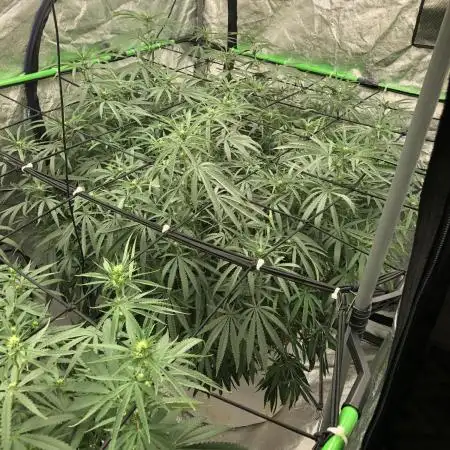 Ganja Farmer Grandaddy Black Indoor 4x4