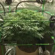 Colombian Jack Kannabia Indoor Spring 26