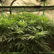 Colombian Jack Kannabia Indoor Spring 26