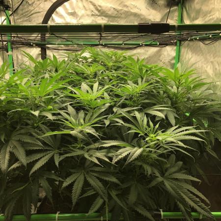 Colombian Jack Kannabia Indoor Spring 26