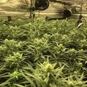 Critical Purple Kush Seedsman Indoor