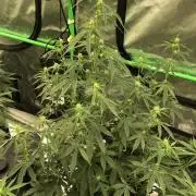 Purple Mimosa XL Auto Indoor Spring 26