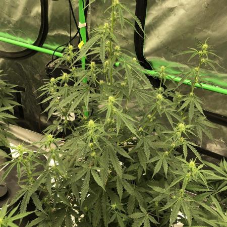 Purple Mimosa XL Auto Indoor Spring 26