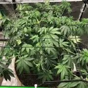 Silver Widow Kannabaia Indoor Summer