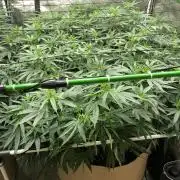 White Domina Kannabia Indoor Spring 26