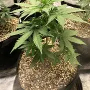 Neville's Haze Auto Spliff Seeds Indoor