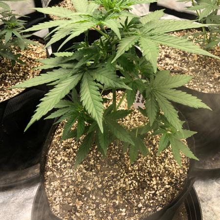 Neville's Haze Auto Spliff Seeds Indoor