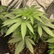 Vlad The Inhaler Sensi Indoor Fall
