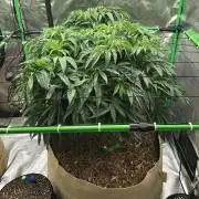 Colombian Jack Kannabia Indoor Spring 26