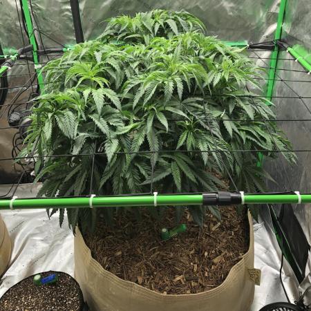 Colombian Jack Kannabia Indoor Spring 26